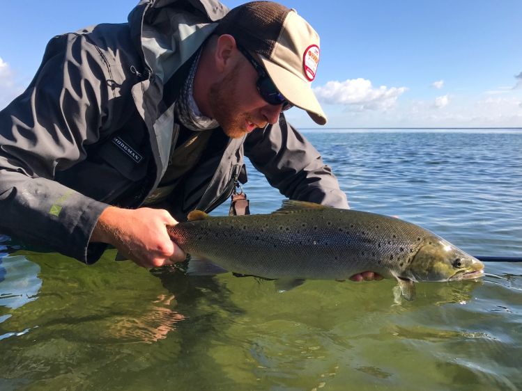 Searun brown trout on the fly