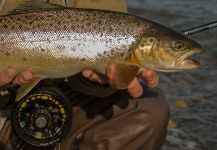 Fly-fishing Photo of brown trout shared by Morten Jensen | Fly dreamers 