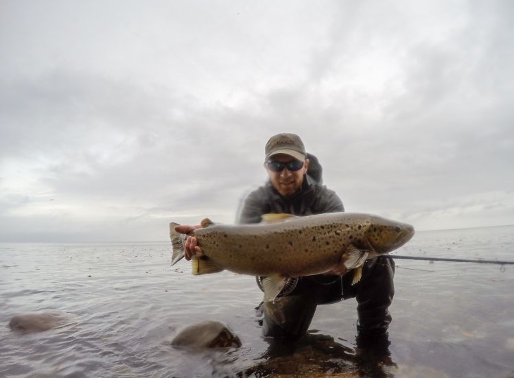 A whopper sea run brown 