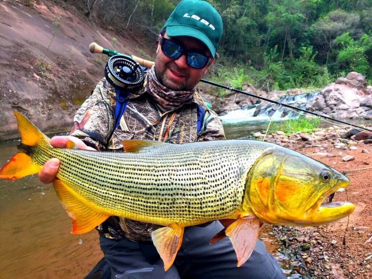 Salta province, golden dorado on the Dorado river