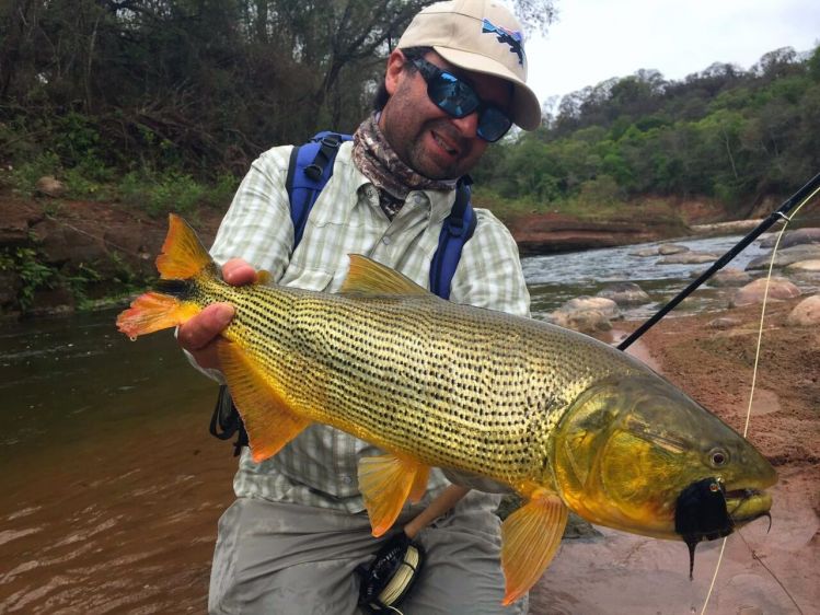 Dorado de las yu gas Salteñas