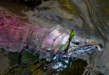 Fly-fishing Picture of Coho salmon shared by Scott Marr | Fly dreamers