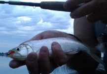  Fotografía de Pesca con Mosca de Dentudo - Saicanga - Tambica por Roberto Garcia | Fly dreamers 