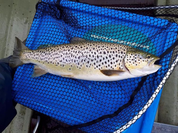 Lough Sheelin Brownie from the back end of the season 