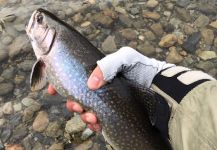  Situación de Pesca con Mosca de Brookies – Fotografía por Saúl Borbolla en Fly dreamers