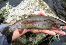 Fly-fishing Pic of Rainbow trout shared by Rafael Arruda | Fly dreamers 