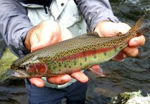 Rafael Arruda 's Fly-fishing Photo of a Rainbow trout | Fly dreamers 