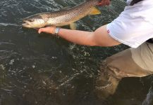 D.R. Brown 's Fly-fishing Photo of a European brown trout | Fly dreamers 