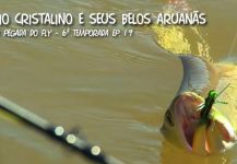 Fly-fishing Picture of Silver Arowana shared by Kid Ocelos | Fly dreamers