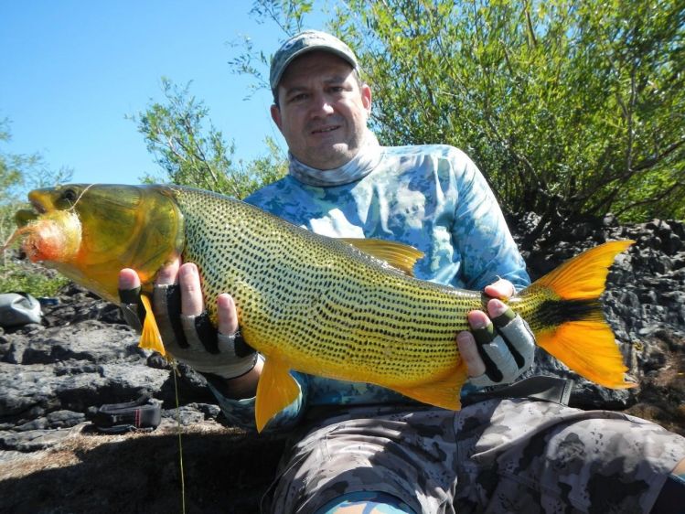 Otro de los dorados del finde.  Las taruchas estaban pero no querían tomar. 