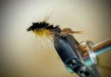  Mosca para Trucha arcoiris compartida por Mauricio Morandi | Fly dreamers 