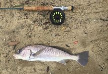 Fly-fishing Image of Whitemouth croaker shared by Igor Passos | Fly dreamers