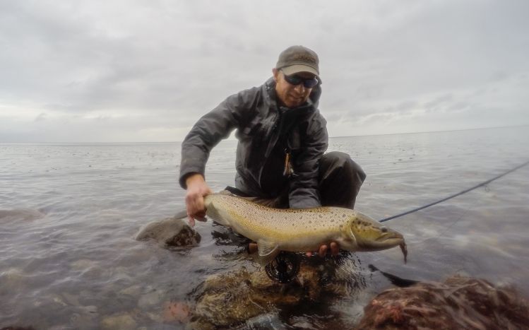 Big Big sea run Brown trout