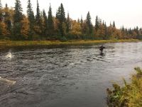 Fly fishing picture