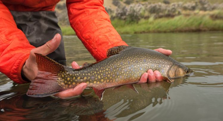 Healthy and colorful brook trout form the Route of the Spring Creeks