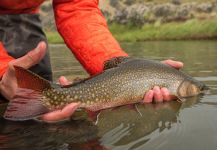  Foto de Pesca con Mosca de squaretail compartida por Juan Manuel Biott | Fly dreamers