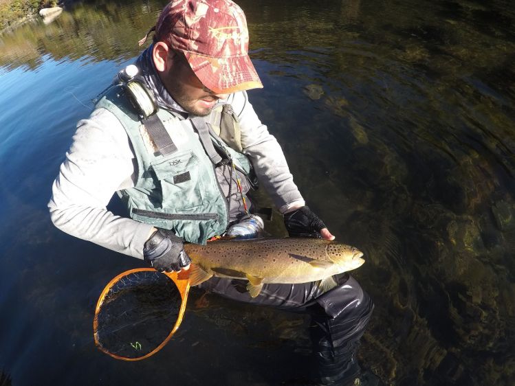 Pesca de Truchas! Hermosa marrón.