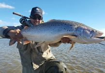 sea run trout