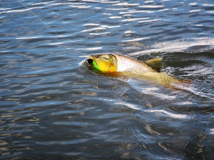 Dorados de otoño