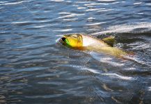 Flotadas  Río Dulce 's Fly-fishing Photo of a Dorados | Fly dreamers 