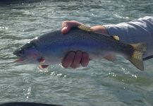  Fotografía de Pesca con Mosca de Trucha arcoiris por D.R. Brown | Fly dreamers 