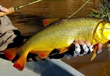  Interesante Situación de Pesca con Mosca de River tiger – Fotografía por Tomás Monío en Fly dreamers