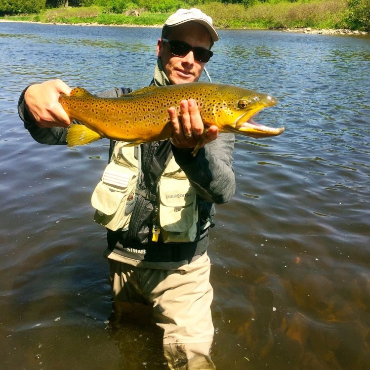 Brown trout 