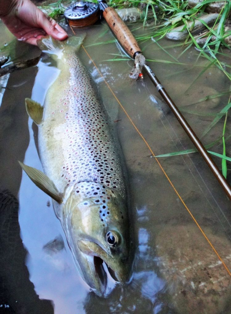 After the storm, brown waters !