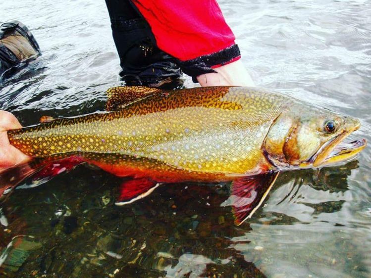 To booking 2018-2019 FUEGUINAS LAKES CIRCUIT ... corners of the end of the world..a rod folded in your belly boat and lodge 
@mymflycast 
Mymflycast@gmail.com
#travel#realese#cabañas#lodge#guias#pesca#belly boat#fueguinaslakescircuit#browntrout #yeti #