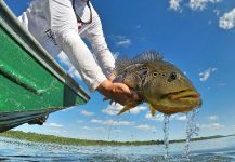  Fotografía de Pesca con Mosca de Tucunare - Pavón por Ocellus Fishing | Fly dreamers 