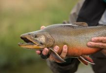  Fotografía de Pesca con Mosca de Brookies por Juan Manuel Biott | Fly dreamers 