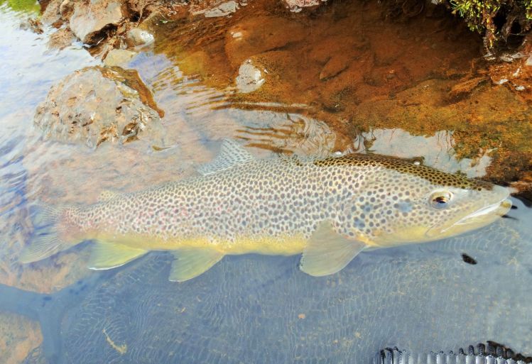 Perfect trout in Iceland !