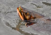 BROOK TROUT