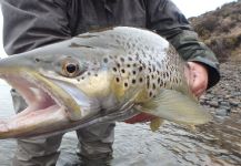  Imagen de Pesca con Mosca de Salmo trutta por Luis Guillermo PALACIOS | Fly dreamers