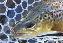 Fly-fishing Picture of English trout shared by D.R. Brown | Fly dreamers