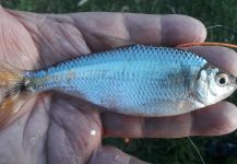  Fotografía de Pesca con Mosca de Mojarra por Roberto Garcia | Fly dreamers 