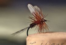 Fly for Rainbow trout - Photo shared by Pablo Matthews | Fly dreamers 