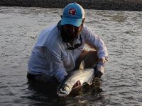 Un ejemplar pequeño de payara