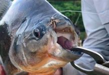 Jorge Montoya Ariza 's Fly-fishing Pic of a Pacu | Fly dreamers 