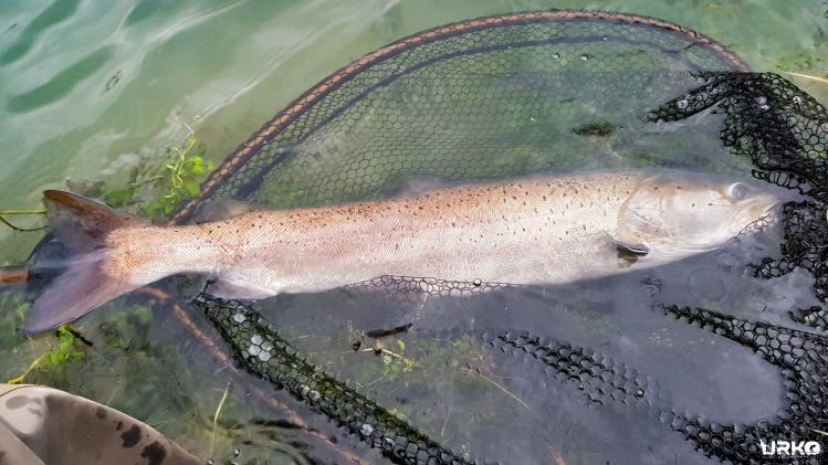 As Huchen season is slowly coming in to the last stage our #huchofever is not backing up. Recently we got few smaller ones and we are still waiting for some decent fish.