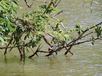 Foto de pesca con mosca