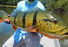 Fly-fishing Image of Peacock Bass shared by San Wildman | Fly dreamers