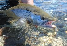 Luis Guillermo PALACIOS 's Fly-fishing Picture of a Sea-Trout | Fly dreamers 
