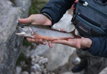  Fotografía de Pesca con Mosca de brook charr compartida por Carlos Bordegaray | Fly dreamers