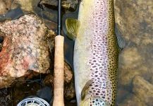 Scott Furushima 's Fly-fishing Catch of a Brownie | Fly dreamers 
