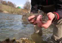 Fly-fishing Image of Rainbow trout shared by Flyfishingodec Slovenia | Fly dreamers