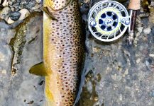 Scott Furushima 's Fly-fishing Picture of a Loch Leven trout German | Fly dreamers 