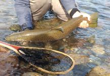  Imagen de Pesca con Mosca de Salmo trutta por Demian Gotte | Fly dreamers