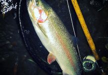 Wild Rainbow trout