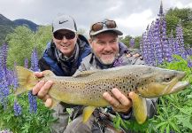 Matapiojo  Lodge 's Fly-fishing Picture of a European brown trout | Fly dreamers 